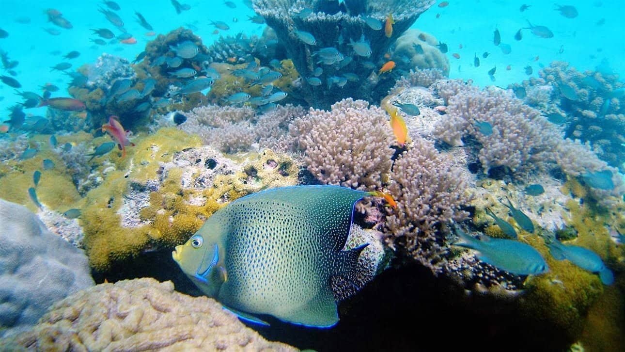 Kisite Mpunguti Marine Park