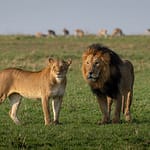 Maasai Mara