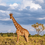 Samburu National Reserve