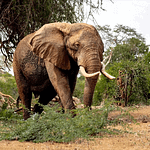 Tsavo East National Park