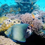 Kisite Mpunguti Marine Park