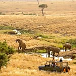 Lewa Wildlife Conservancy