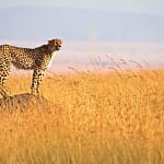 Safari Packages in Kenya
