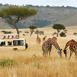 Best Safari in Kenya