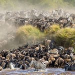 10 Unforgettable Safari Experiences in Kenya