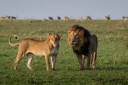 Maasai Mara