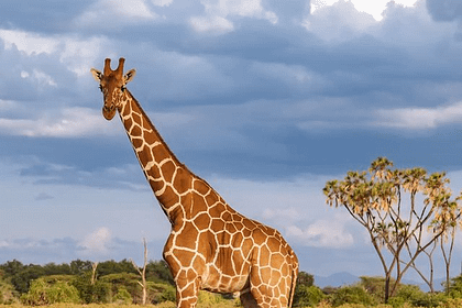 Samburu National Reserve