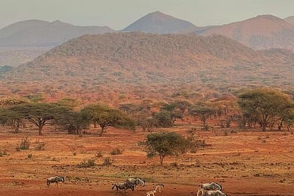 Tsavo west national park