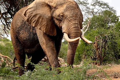 Tsavo East National Park