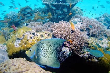 Kisite Mpunguti Marine Park