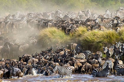 Wildebeest Migration at Maasai Mara