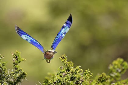 Birdwatching in Kenya
