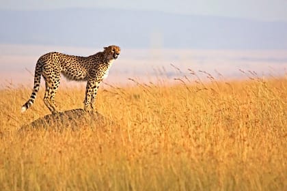 Safari Packages in Kenya