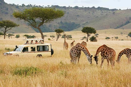 Best Safari in Kenya