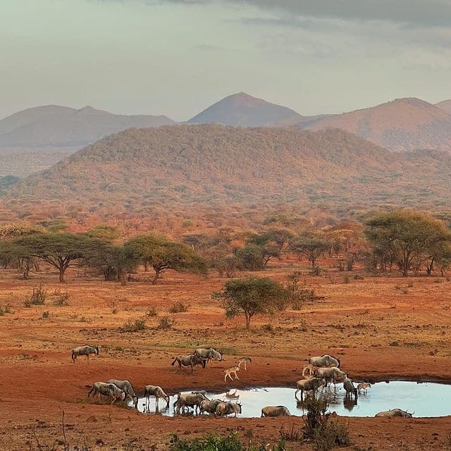 Tsavo west national park