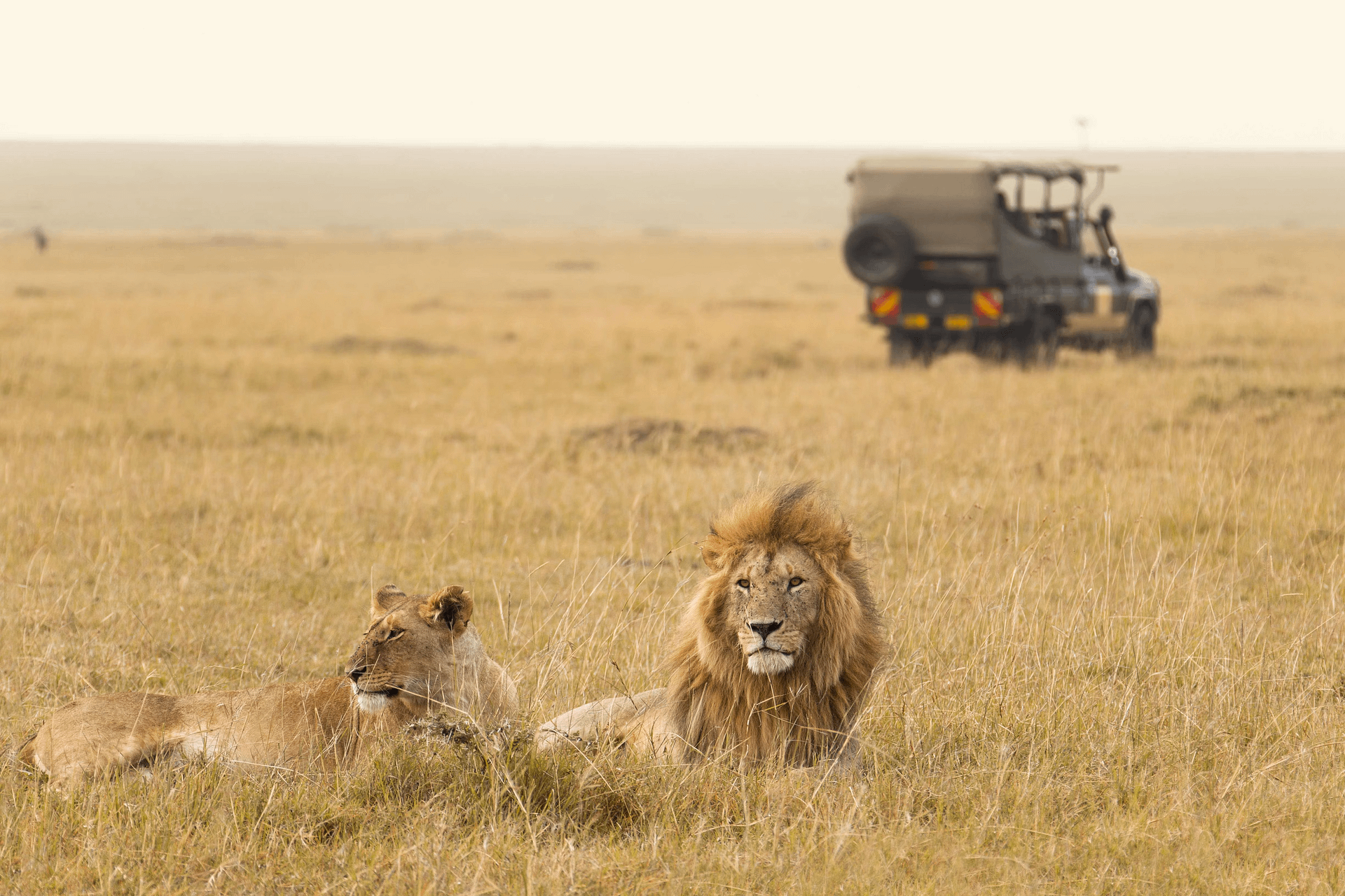 Best Safari in Kenya