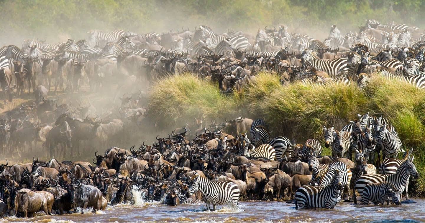 Wildebeest Migration at Maasai Mara