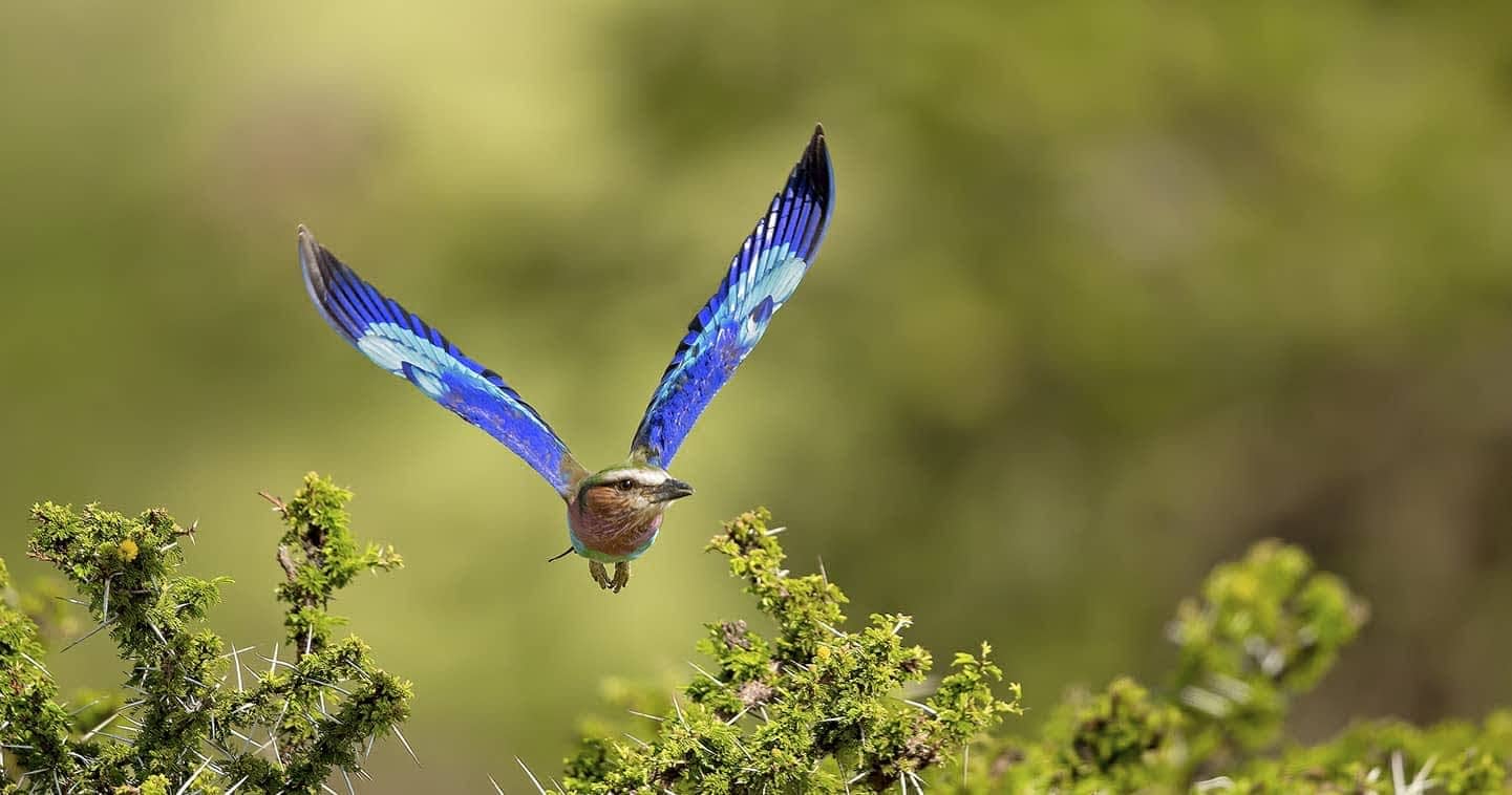 Birdwatching in Kenya