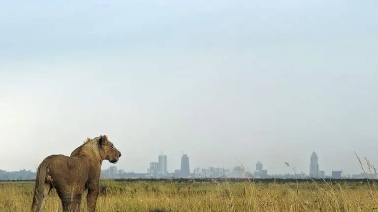 Nairobi Safari